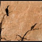 Cormoran en los Arribes del Duero