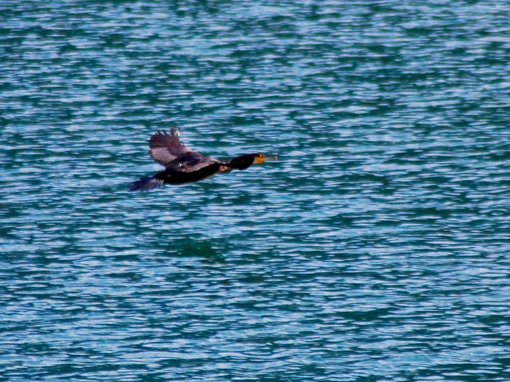 Cormoran en pleno vuelo