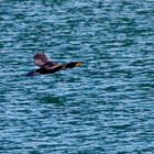 Cormoran en pleno vuelo