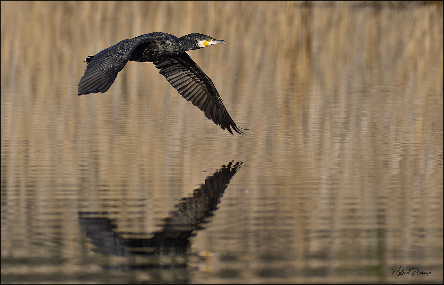 cormoran en vol rasant l'étang