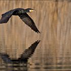 cormoran en vol rasant l'étang