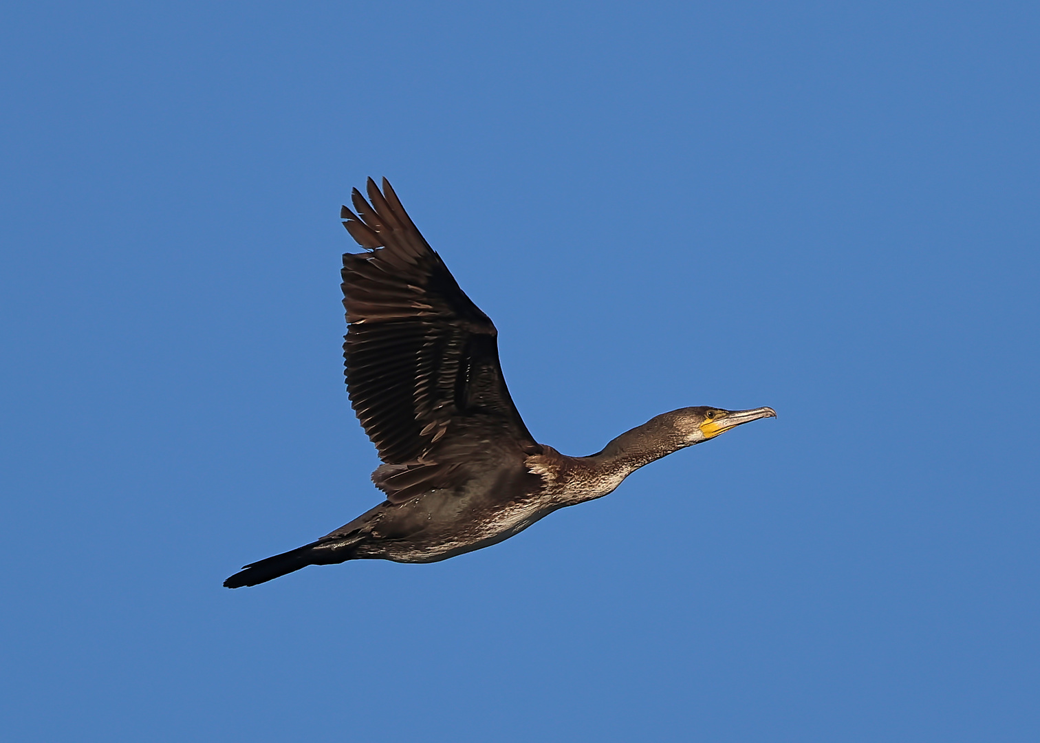 Cormorán en vuelo