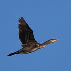 Cormorán en vuelo