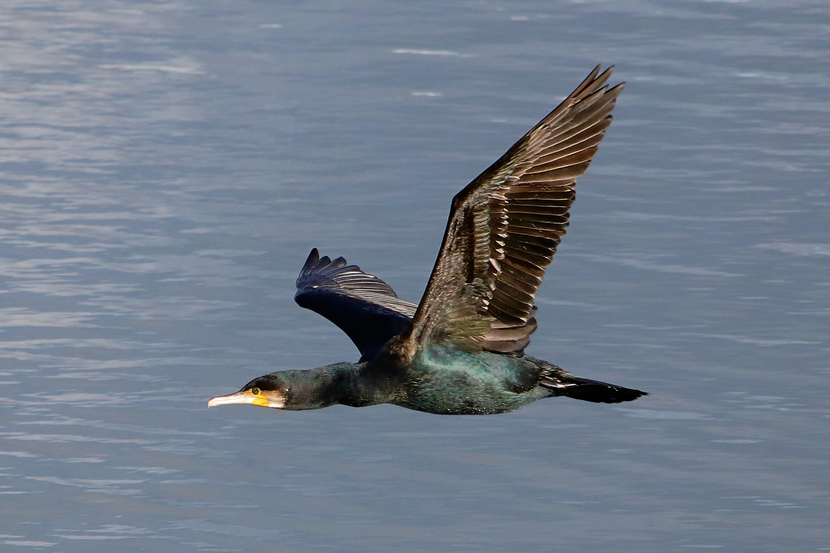 Cormorán en vuelo rasante