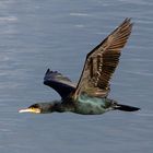 Cormorán en vuelo rasante