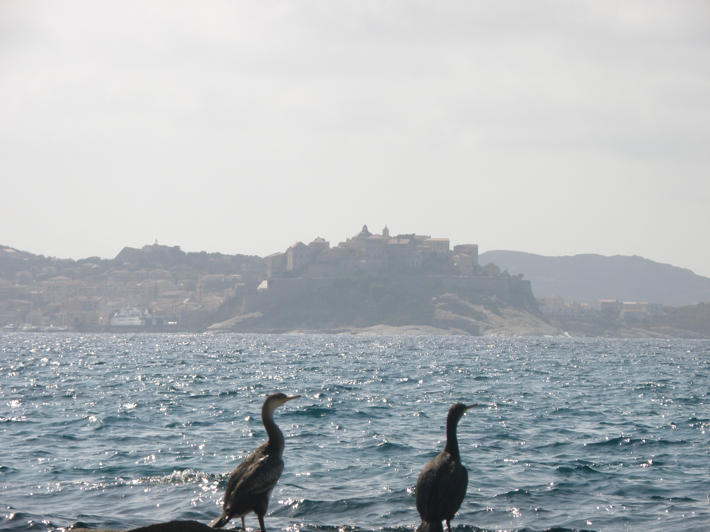 Cormoran et la citadelle de Calvi