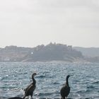 Cormoran et la citadelle de Calvi