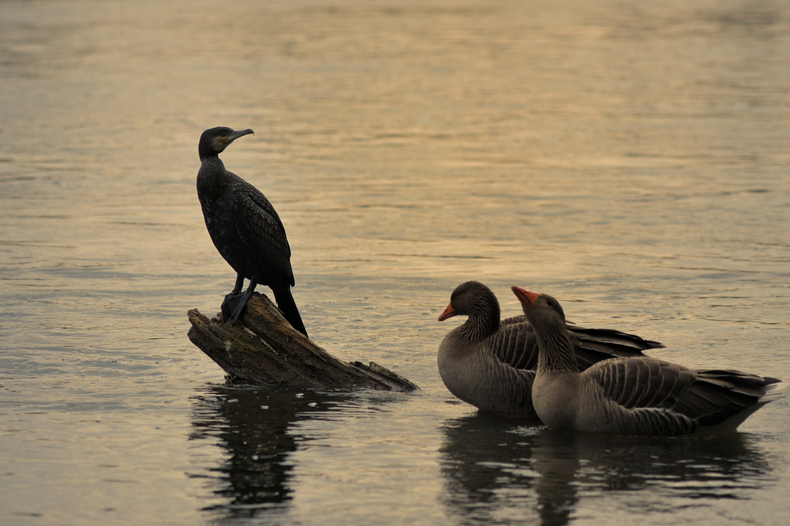 Cormoran et Oies