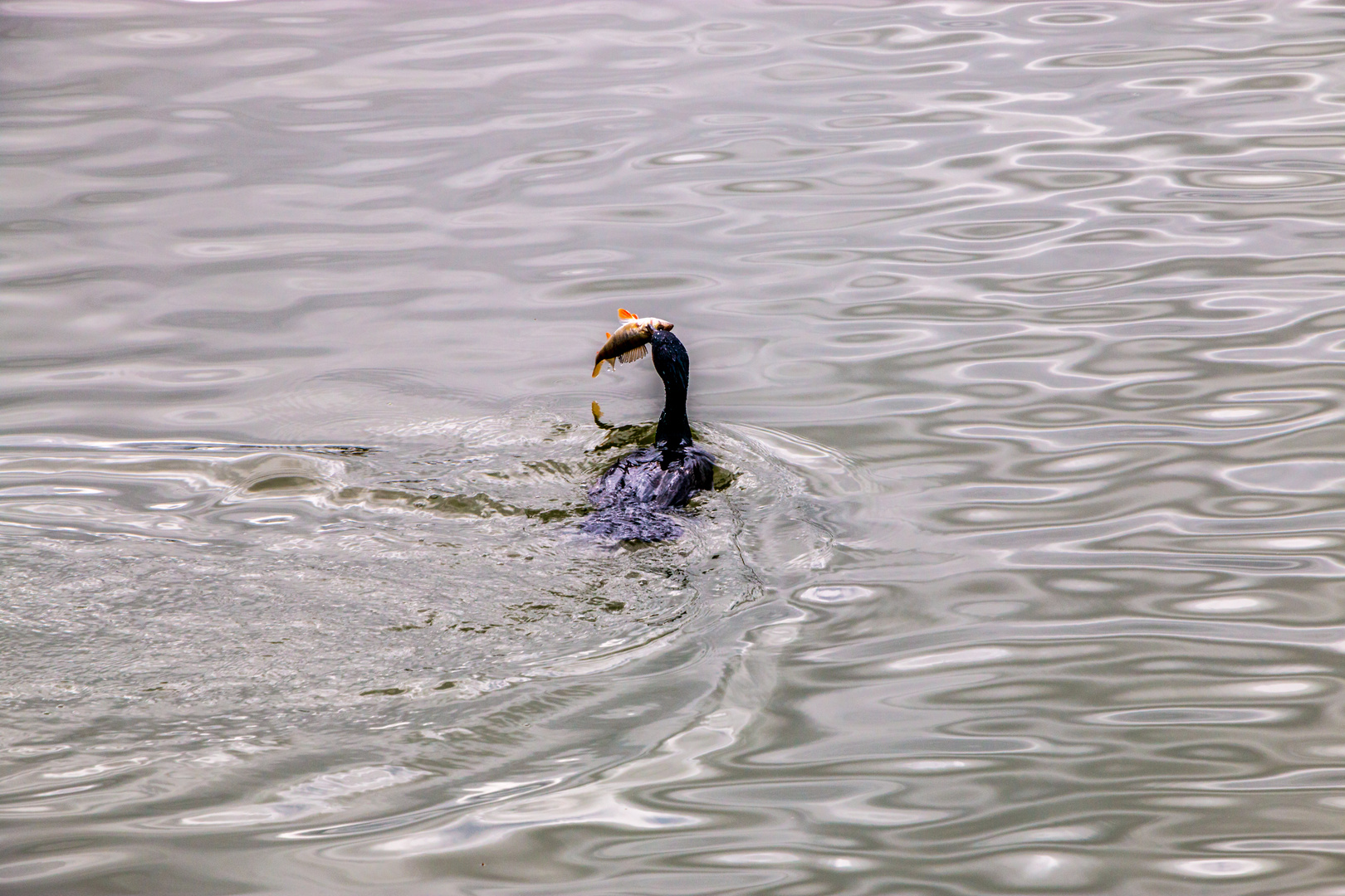 Cormoran et sa proie.