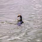 Cormoran et sa proie.