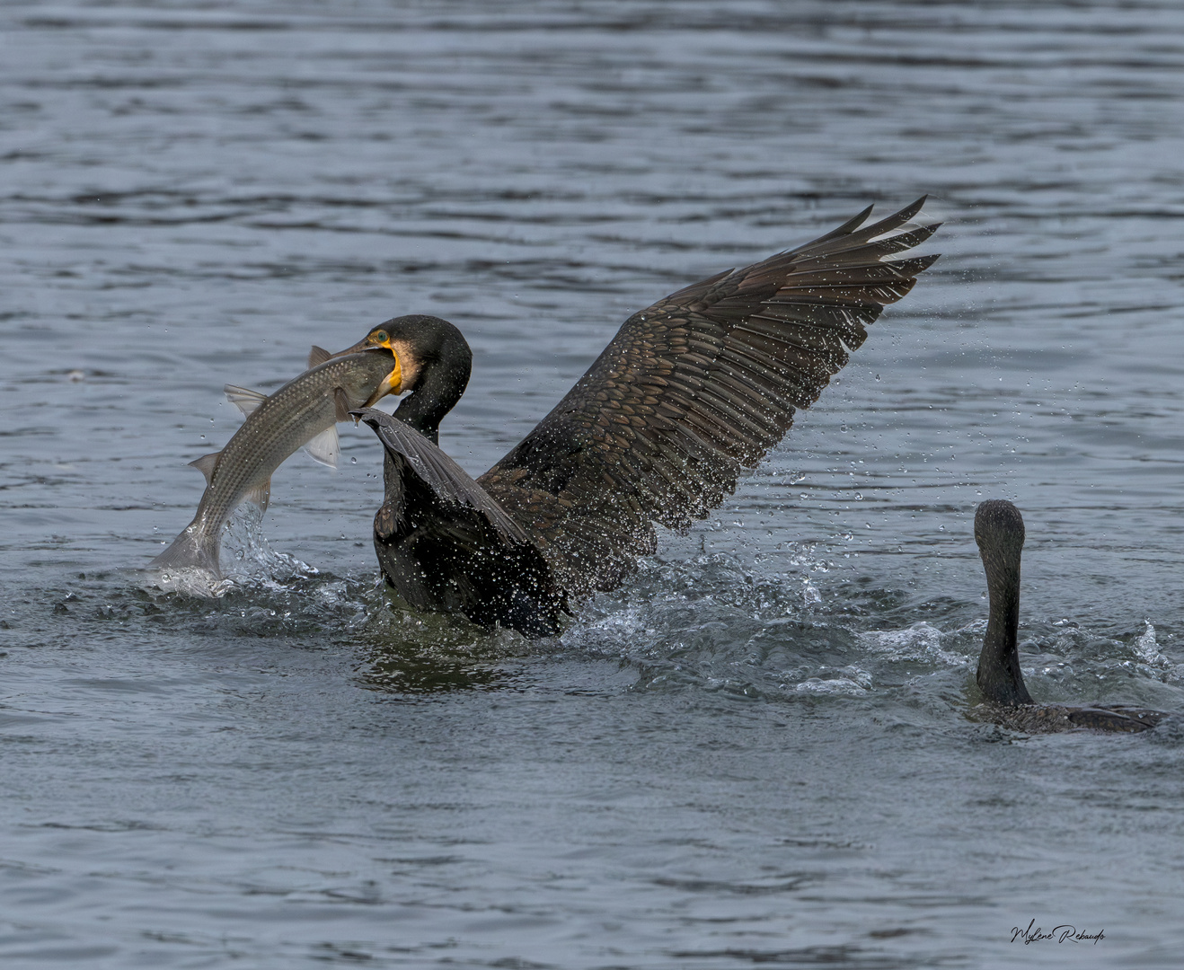 Cormoran et son poisson