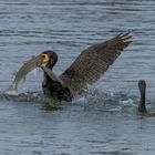 Cormoran et son poisson