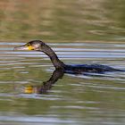 Cormoran et son reflet