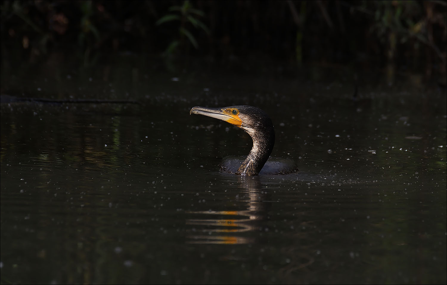 Cormoran et son reflet en zig zag