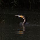 Cormoran et son reflet en zig zag