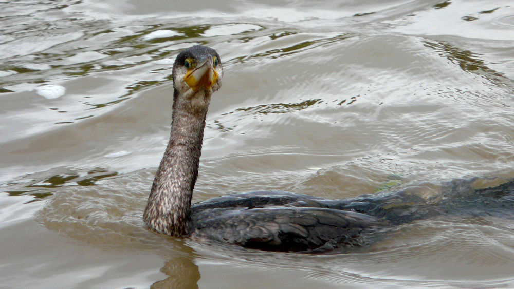 Cormoran, famille des périscopes…