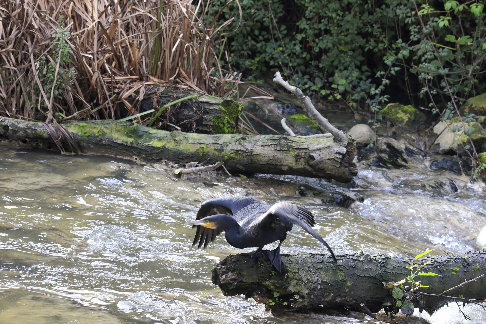 Cormorán grande