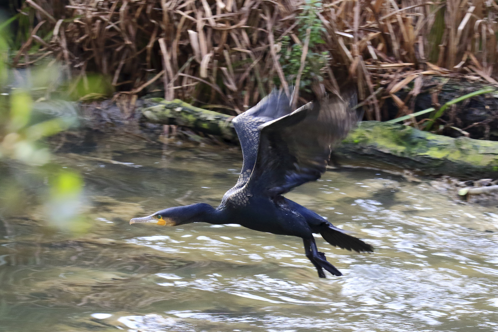 Cormorán grande