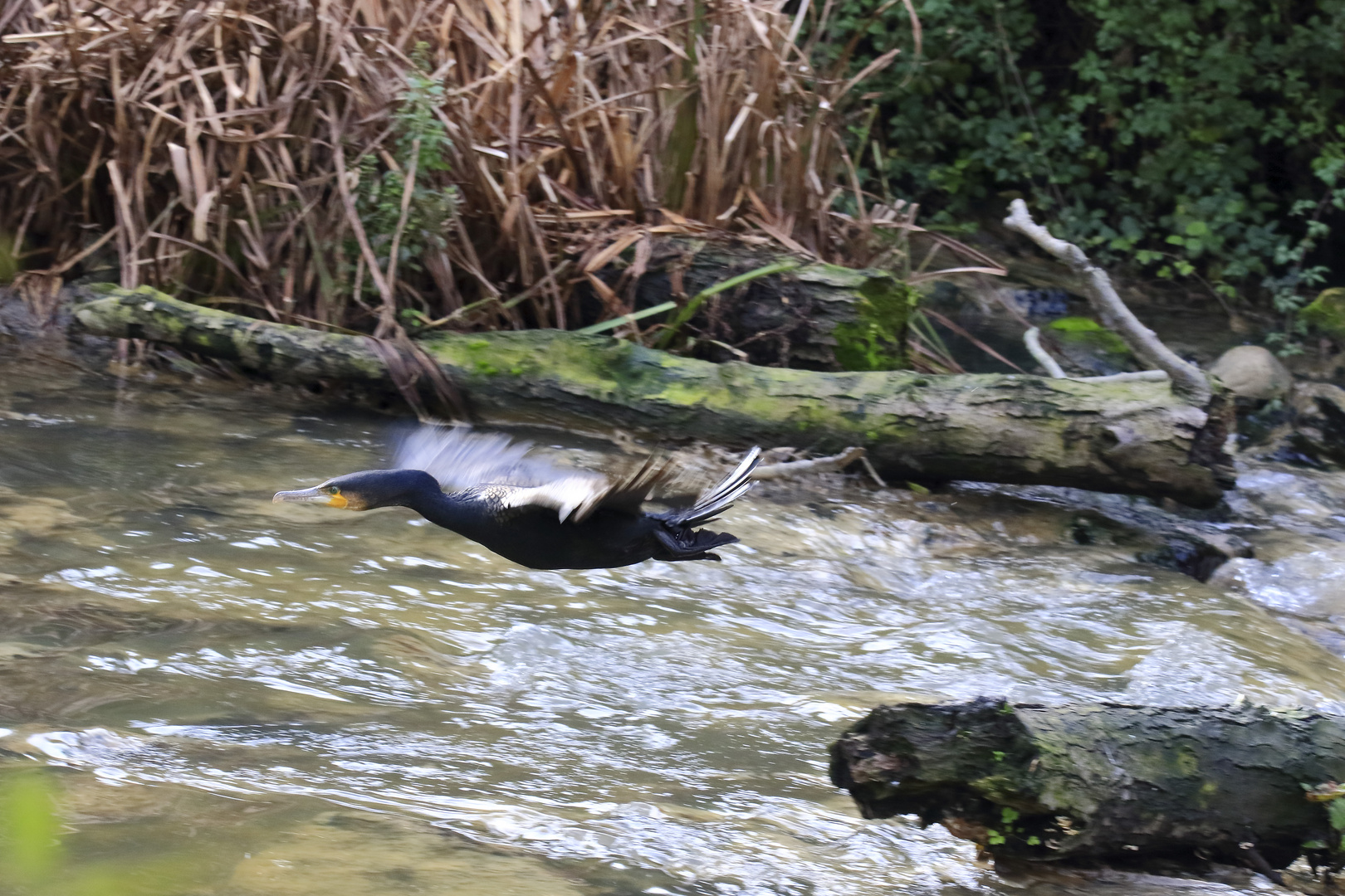 Cormorán grande