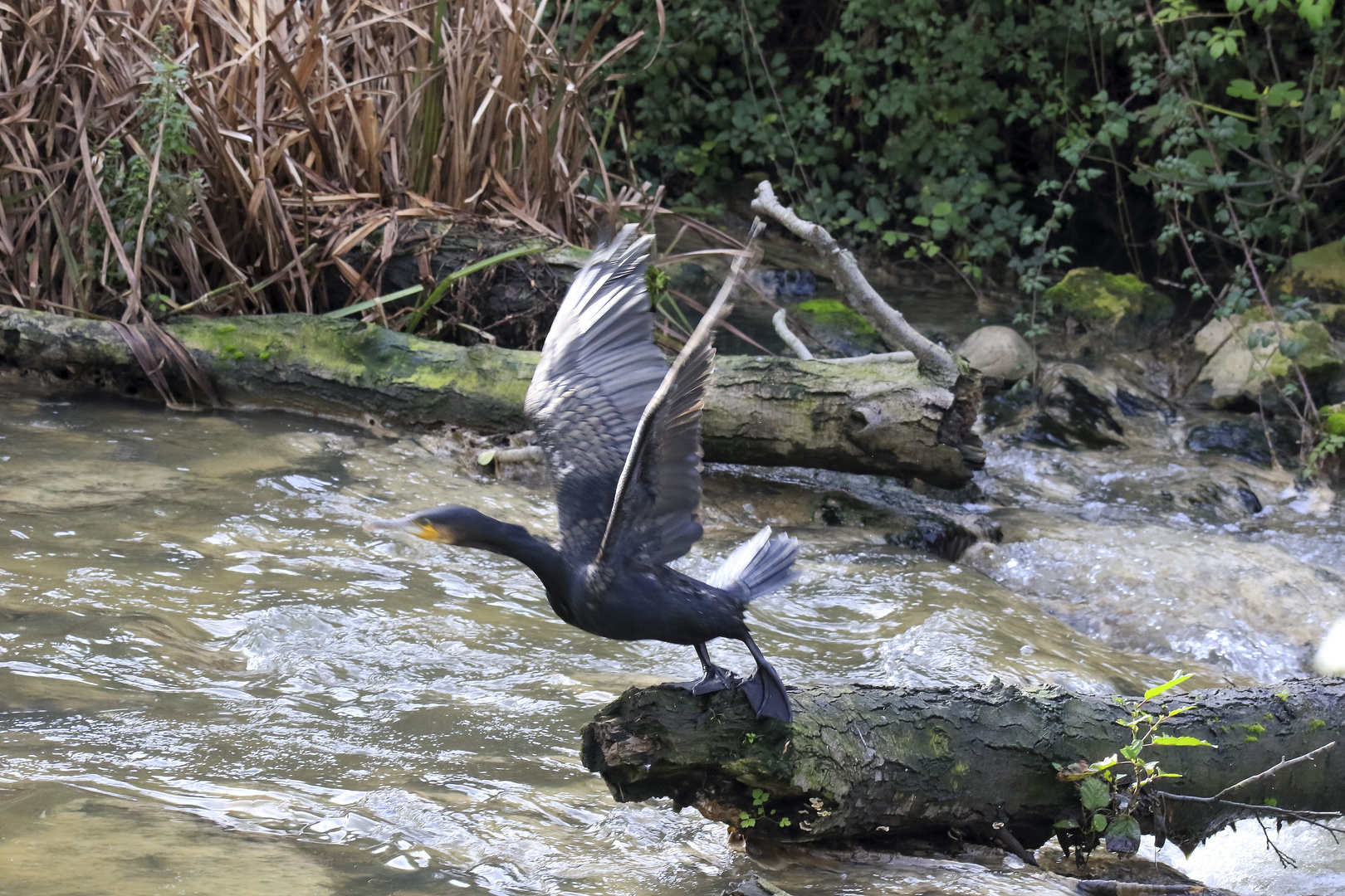 Cormorán grande