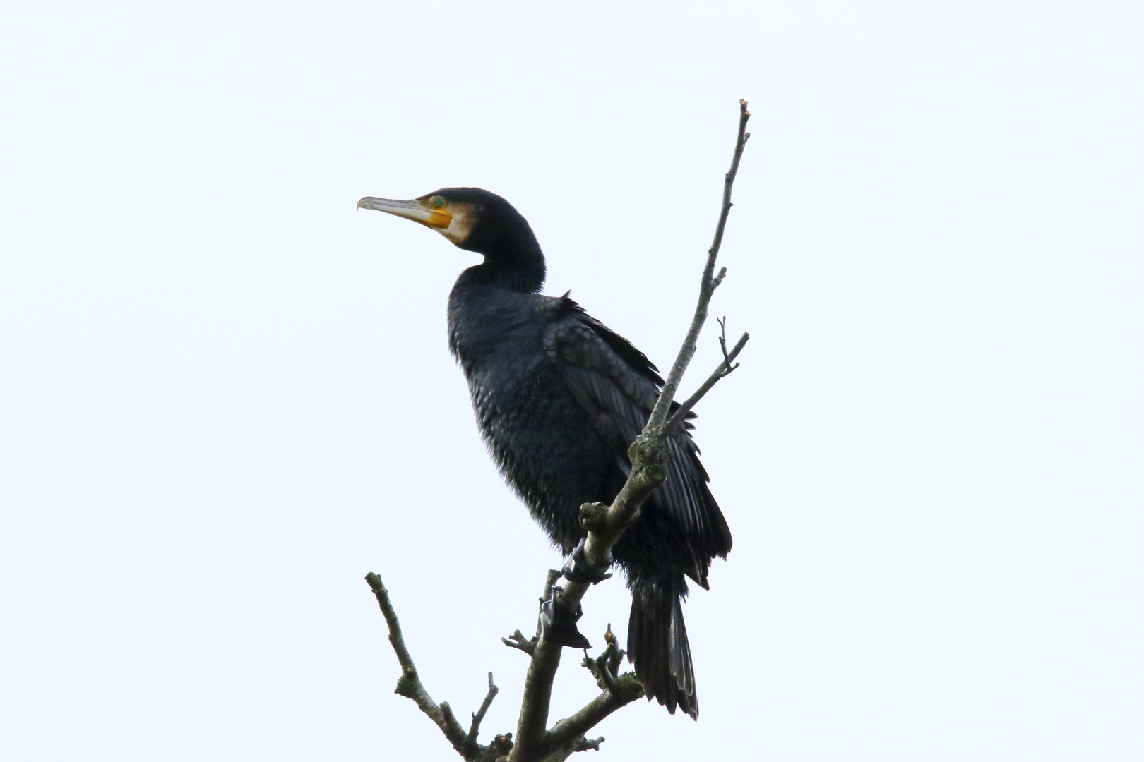 Cormorán grande