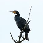 Cormorán grande