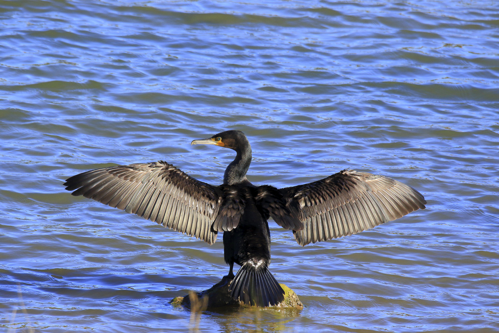 Cormorán grande