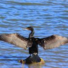 Cormorán grande