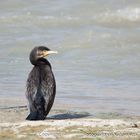 CORMORAN GRANDE (Phalacrocorax Carbo)