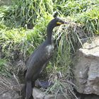 cormoran huppé 02