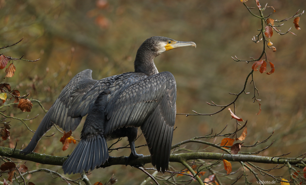 Cormoran im Herbst