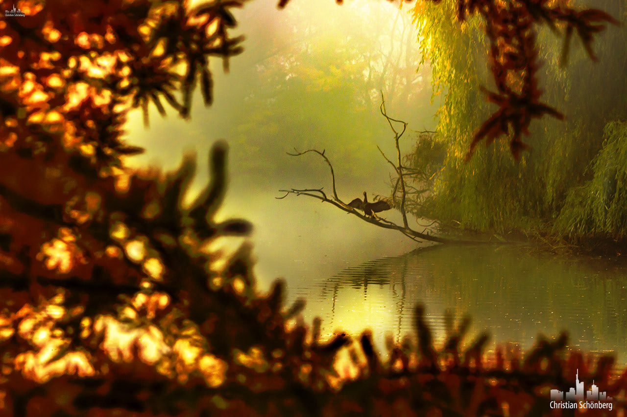 Cormoran im nebligen Wald