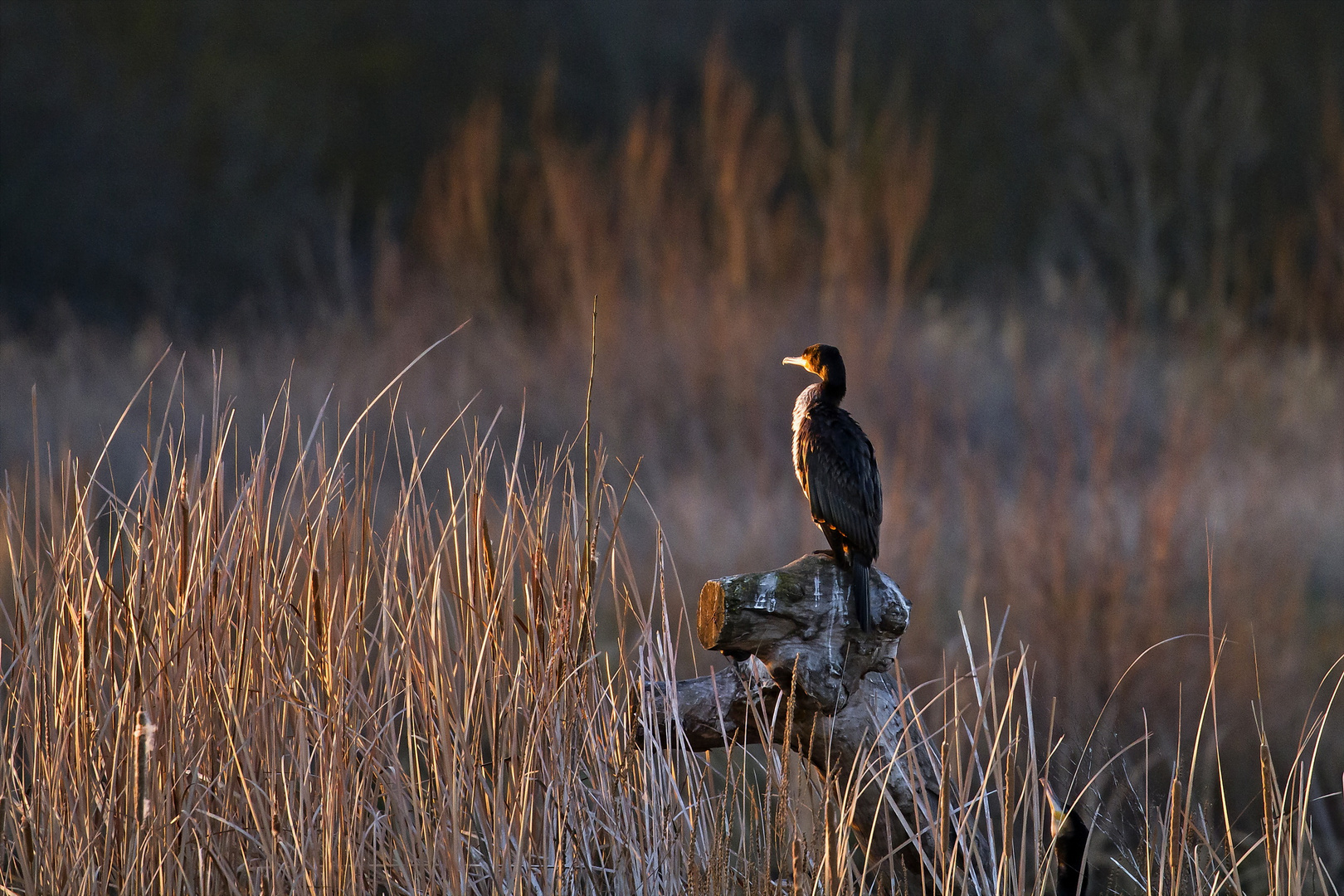 Cormoran matinal ... 