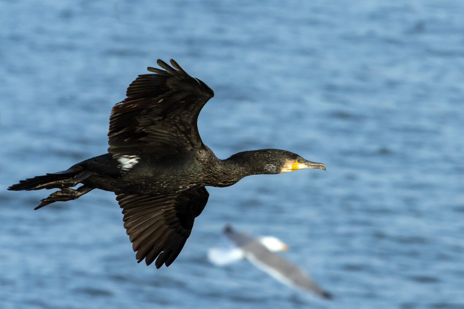 Cormoran Méditerranée