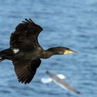 Cormoran Méditerranée