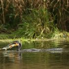 Cormoran mit fetter Beute