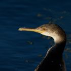 cormorán moñudo joven (Phalacrocorax aristotelis)