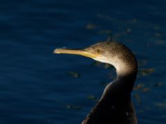 cormorán moñudo joven (Phalacrocorax aristotelis)