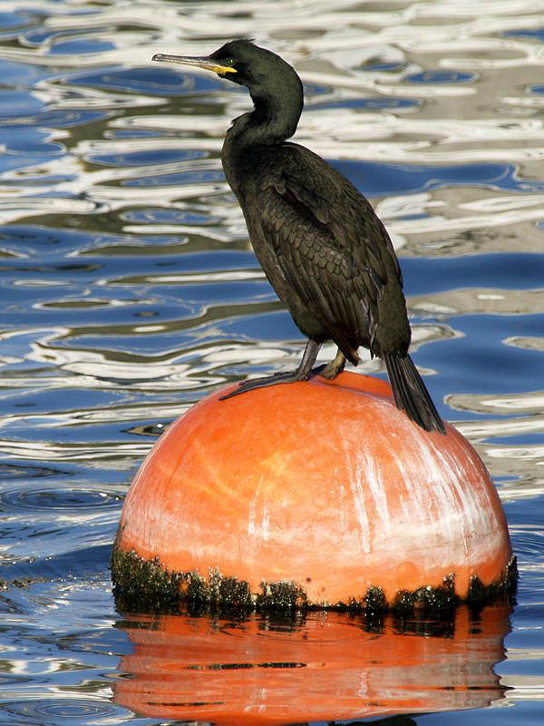 cormorán moñudo (Phalacrocorax aristotelis)