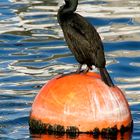 cormorán moñudo (Phalacrocorax aristotelis)