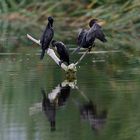 Cormorán Neotropical