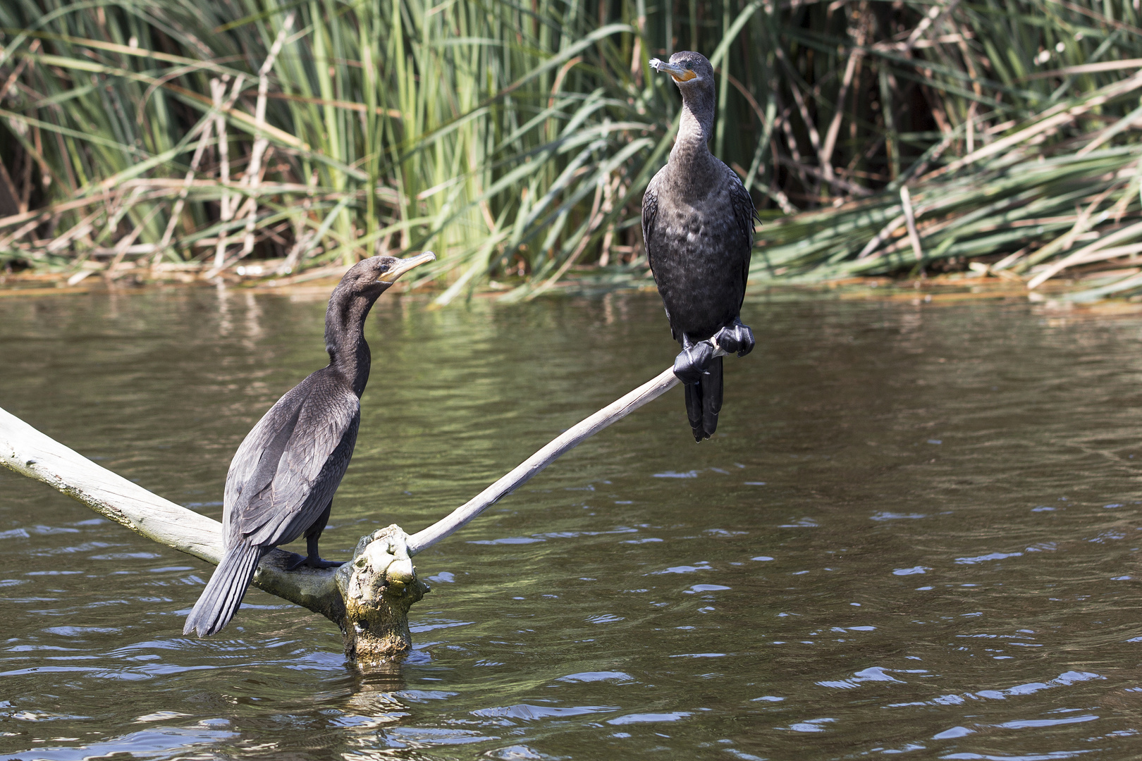 Cormoran neotropical