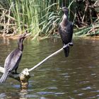 Cormoran neotropical