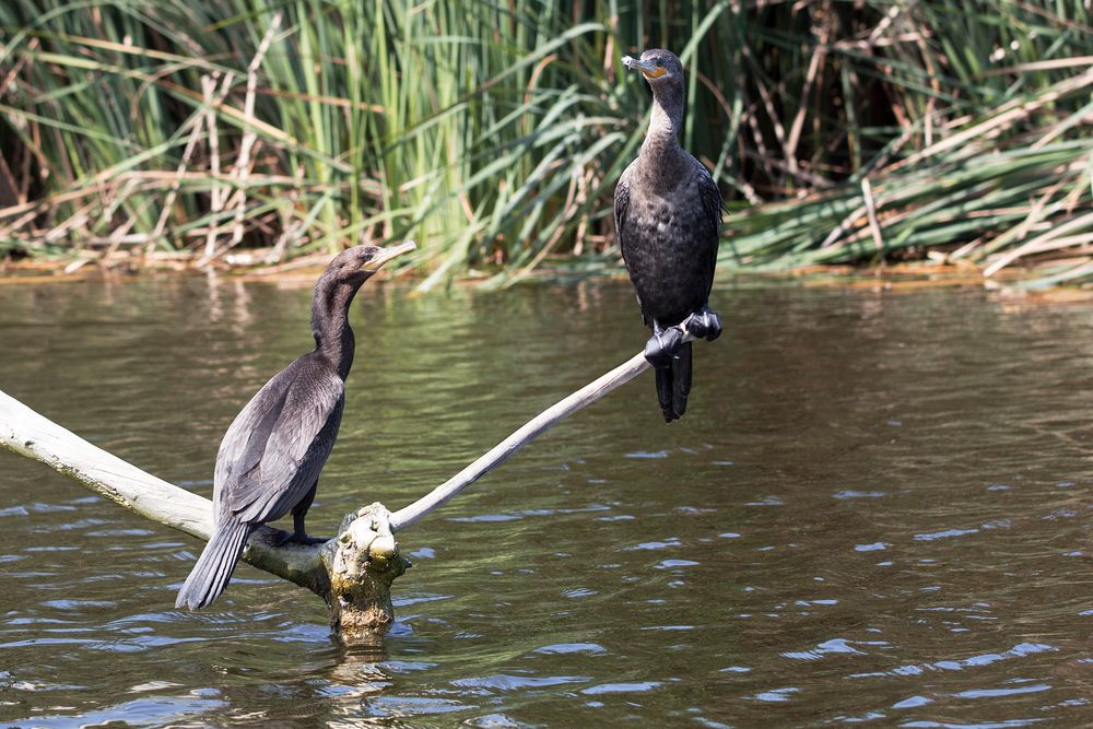 Cormoran neotropical