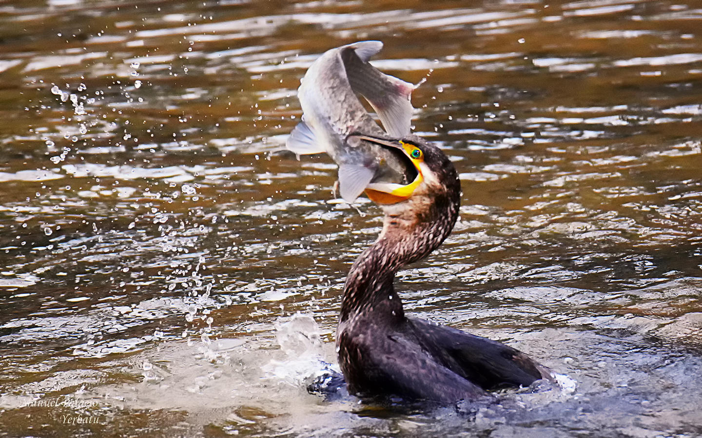 Cormorán pescándo - cormorant fishing