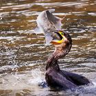 Cormorán pescándo - cormorant fishing