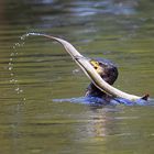 Cormorán pescándo