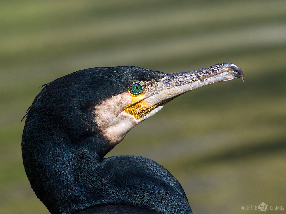 Cormoran - Phalacrocorax carbo