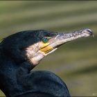 Cormoran - Phalacrocorax carbo