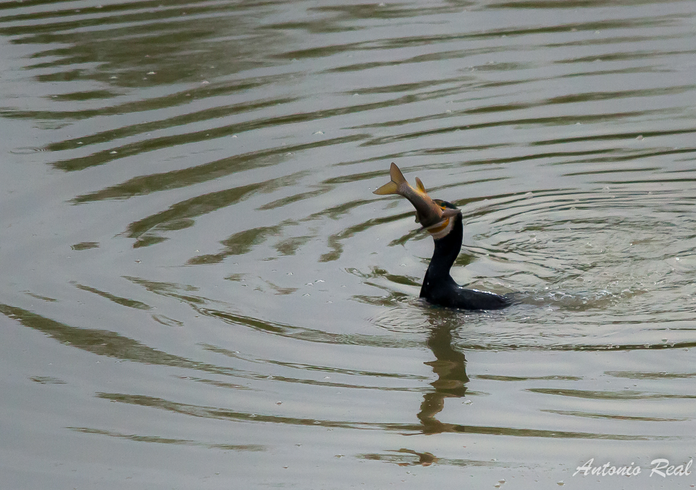 Cormoran (Phalacrocorax carbo), de pesca.